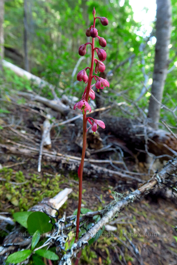pink pyrola (Pyrola asarifolia) [Mt. Aix Trail, William O. Douglas Wilderness, Yakima County, Washington]