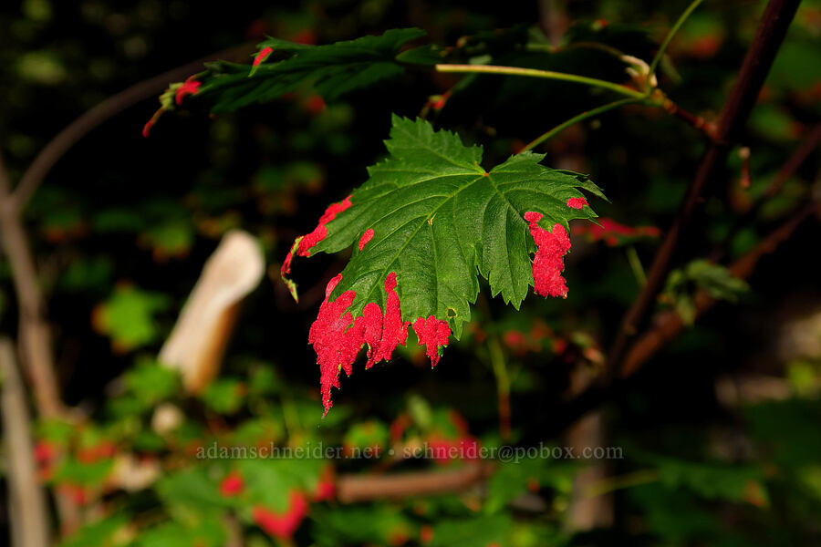 maple leaf with velvet erineum galls (Acer glabrum var. douglasii, Aceria calaceris (Eriophyes calaceris)) [Mt. Aix Trail, William O. Douglas Wilderness, Yakima County, Washington]