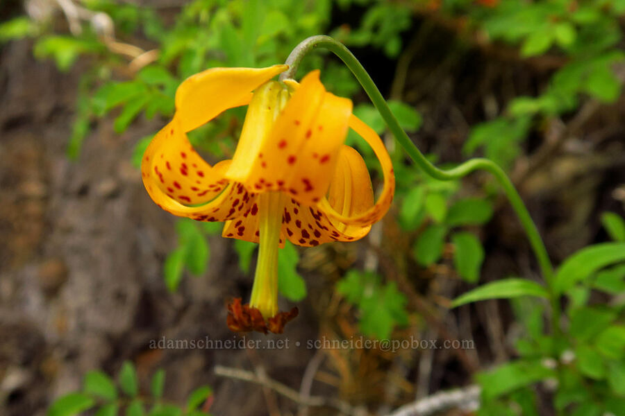 Columbia tiger lily (Lilium columbianum) [Mt. Aix Trail, William O. Douglas Wilderness, Yakima County, Washington]