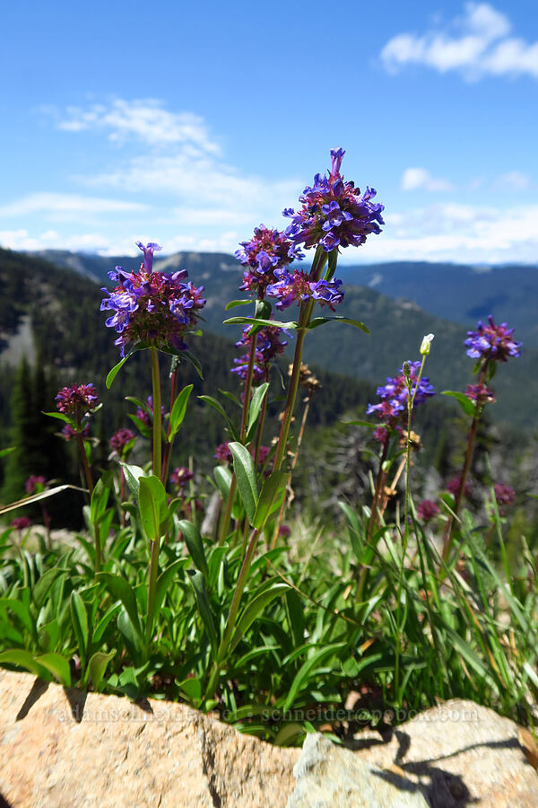 small-flowered penstemon (Penstemon procerus) [Mt. Aix Trail, William O. Douglas Wilderness, Yakima County, Washington]
