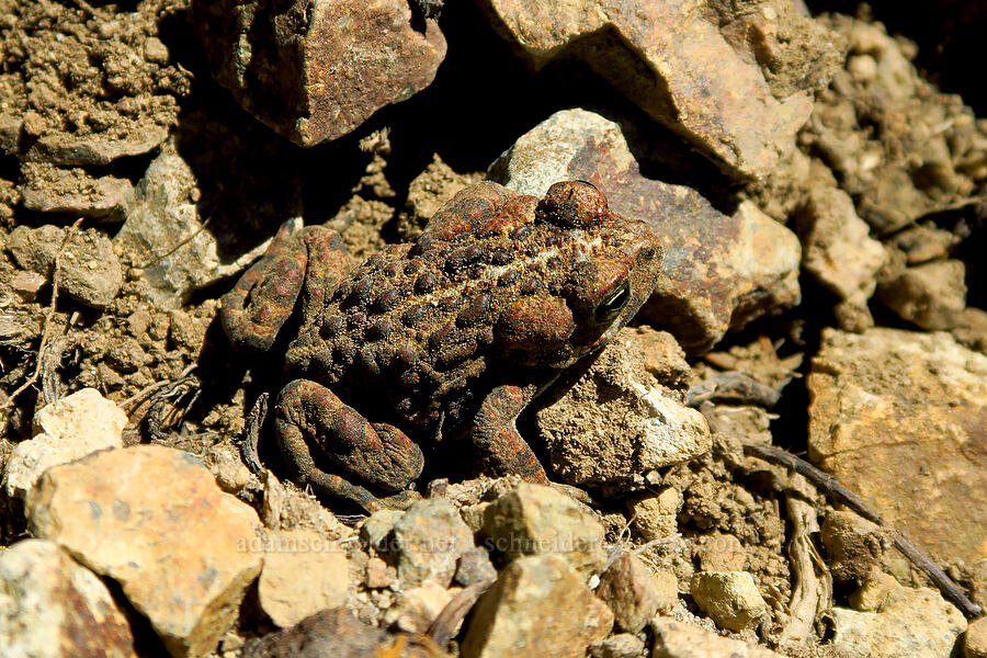 western toad (Anaxyrus boreas (Bufo boreas)) [Mt. Aix Trail, William O. Douglas Wilderness, Yakima County, Washington]