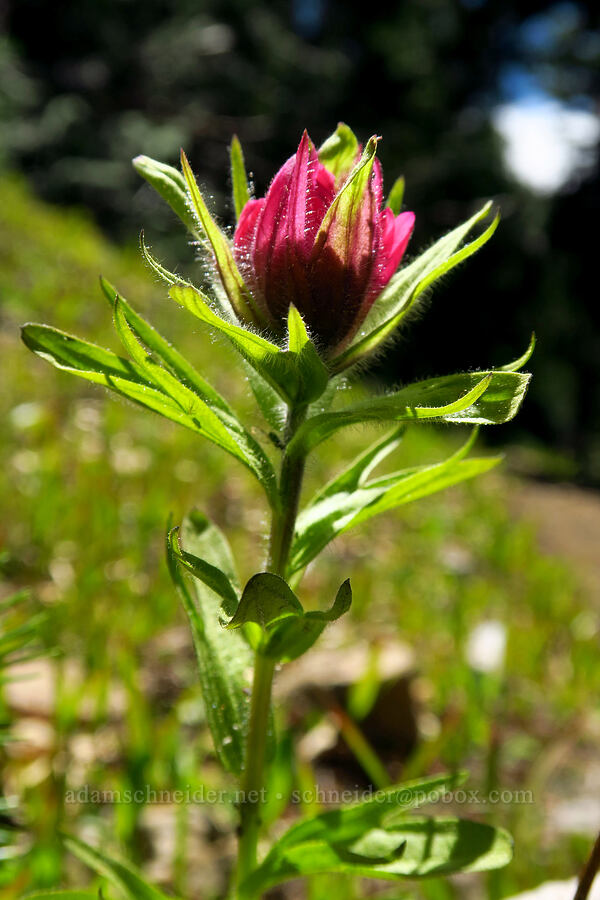 magenta paintbrush (Castilleja parviflora var. oreopola) [Mt. Aix Trail, William O. Douglas Wilderness, Yakima County, Washington]