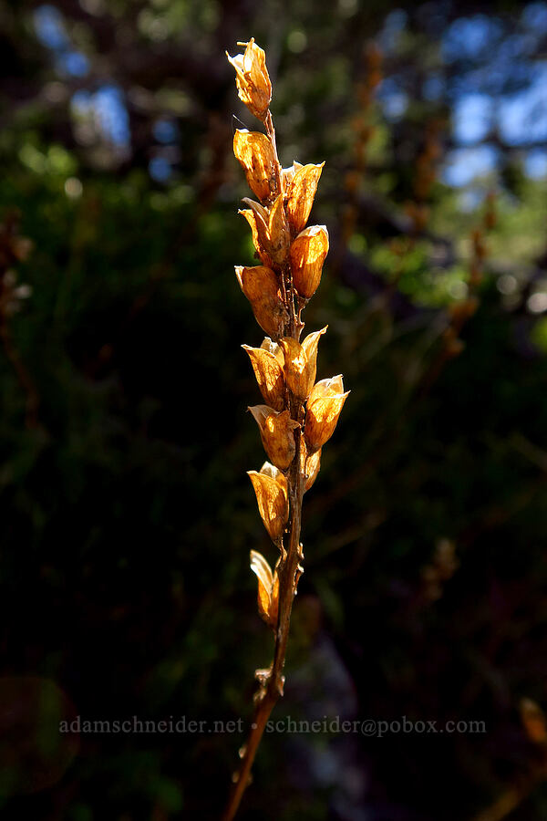 empty seed capsules of lousewort (Pedicularis sp.) [Mt. Aix Trail, William O. Douglas Wilderness, Yakima County, Washington]