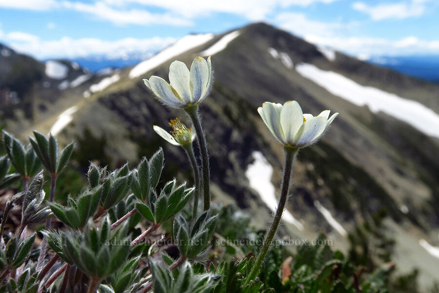 Drummond's anemones (Anemone drummondii) [Mt. Aix Trail, William O. Douglas Wilderness, Yakima County, Washington]