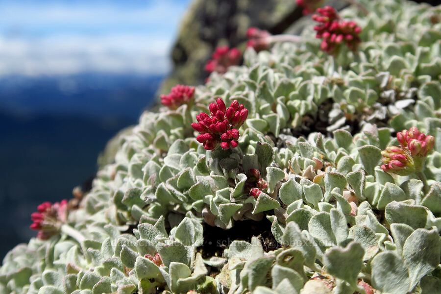cushion buckwheat, budding (Eriogonum ovalifolium var. nivale) [Mt. Aix Trail, William O. Douglas Wilderness, Yakima County, Washington]