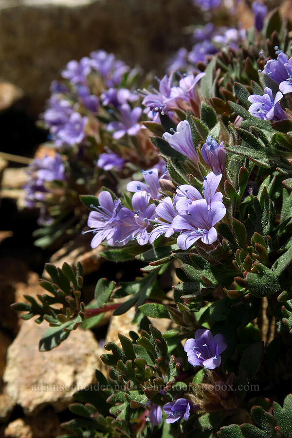 talus collomia (Collomia larsenii) [Mt. Aix Trail, William O. Douglas Wilderness, Yakima County, Washington]