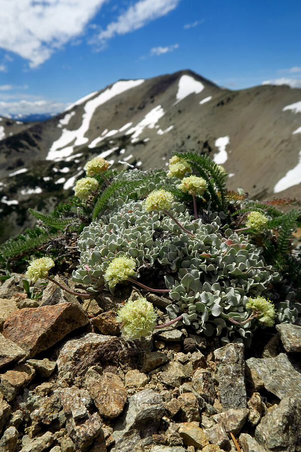 cushion buckwheat (Eriogonum ovalifolium) [Mt. Aix Trail, William O. Douglas Wilderness, Yakima County, Washington]