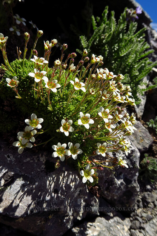 tufted saxifrage (Saxifraga cespitosa (Saxifraga caespitosa)) [Mt. Aix, William O. Douglas Wilderness, Yakima County, Washington]