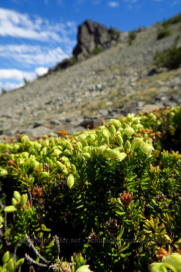yellow mountain heather (Phyllodoce glanduliflora) [Mt. Aix, William O. Douglas Wilderness, Yakima County, Washington]