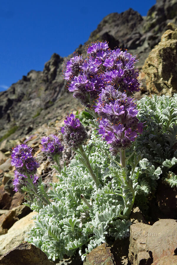 silky phacelia (Phacelia sericea) [Mt. Aix Trail, William O. Douglas Wilderness, Yakima County, Washington]