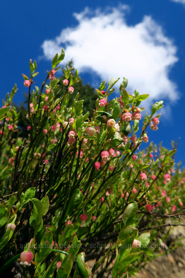 grouse whortleberry flowers (Vaccinium scoparium) [Mt. Aix Trail, William O. Douglas Wilderness, Yakima County, Washington]