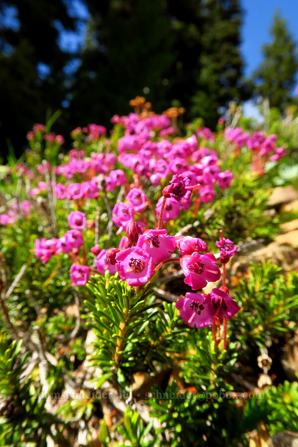 pink mountain heather (Phyllodoce empetriformis) [Mt. Aix Trail, William O. Douglas Wilderness, Yakima County, Washington]