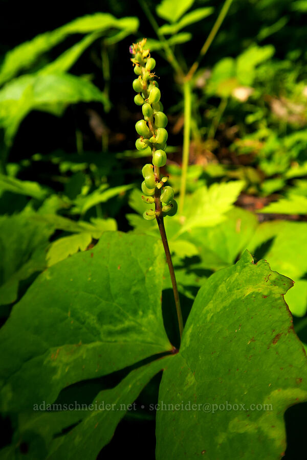 vanilla-leaf seeds (Achlys triphylla) [Mt. Aix Trail, William O. Douglas Wilderness, Yakima County, Washington]