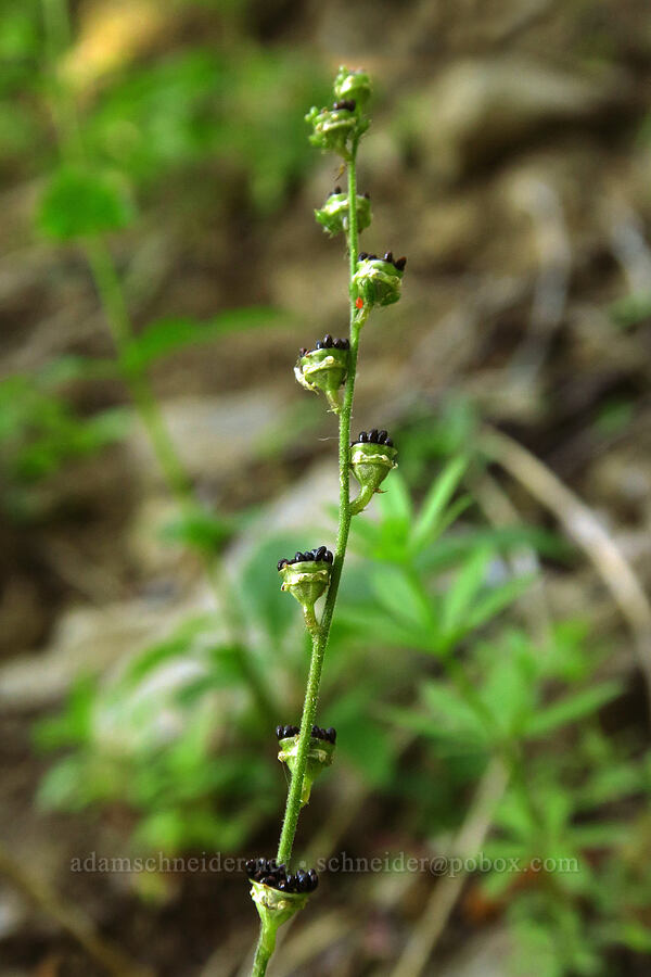 mitrewort seeds (Mitella sp. (Pectantia sp.)) [Mt. Aix Trail, William O. Douglas Wilderness, Yakima County, Washington]