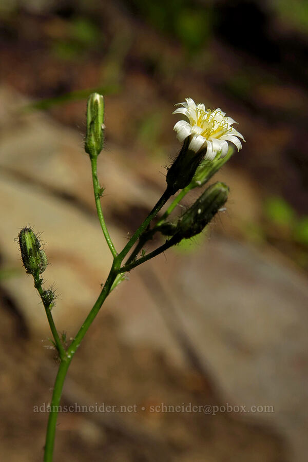white hawkweed (Hieracium albiflorum) [Mt. Aix Trail, William O. Douglas Wilderness, Yakima County, Washington]