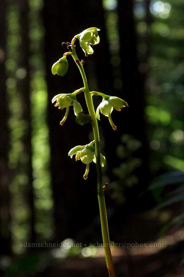 green-flowered pyrola (Pyrola chlorantha) [Mt. Aix Trail, William O. Douglas Wilderness, Yakima County, Washington]