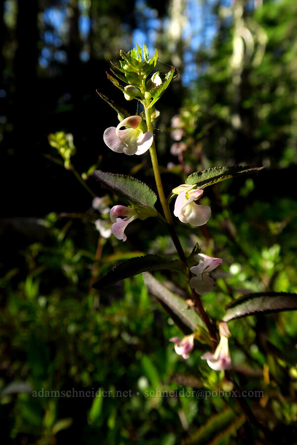 sickle-top lousewort (Pedicularis racemosa) [Mt. Aix Trail, William O. Douglas Wilderness, Yakima County, Washington]