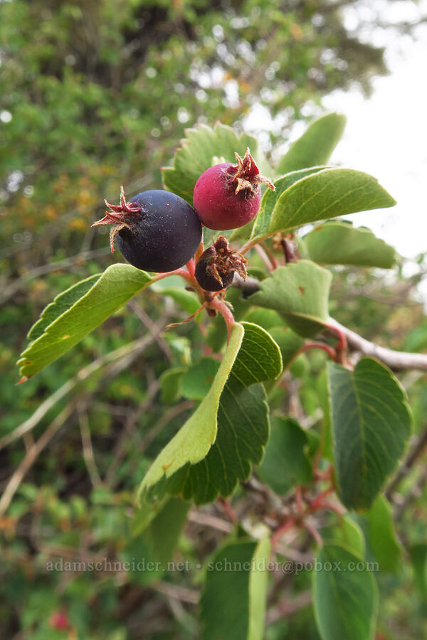 serviceberries (Amelanchier alnifolia) [Salt Creek Overlook, Uinta-Wasatch-Cache National Forest, Juab County, Utah]