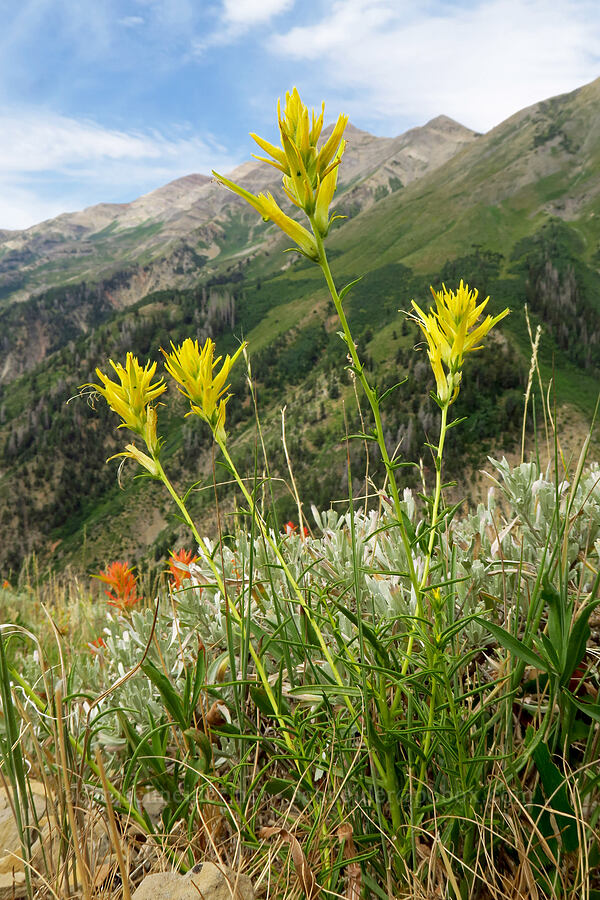 yellow Wyoming paintbrush (Castilleja linariifolia) [Mt. Nebo Overlook, Uinta-Wasatch-Cache National Forest, Utah County, Utah]