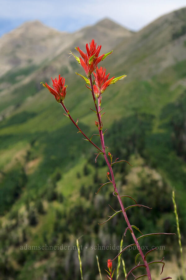 Wyoming paintbrush (Castilleja linariifolia) [Mt. Nebo Overlook, Uinta-Wasatch-Cache National Forest, Utah County, Utah]