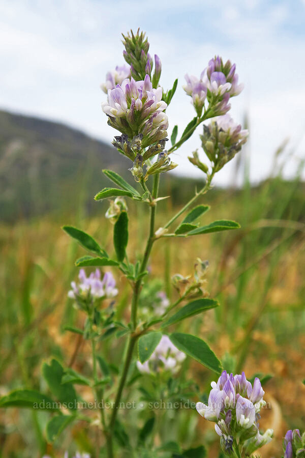 alfalfa flowers (Medicago sativa) [North Peak Trail, Mount Nebo Wilderness, Utah County, Utah]
