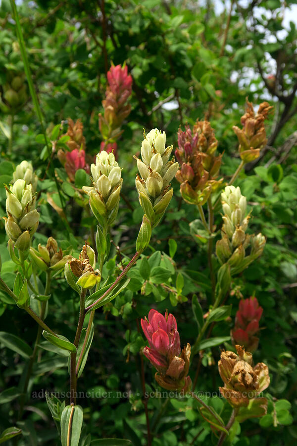white & red paintbrush (Castilleja septentrionalis (Castilleja sulphurea), Castilleja rhexiifolia) [North Peak Trail, Mount Nebo Wilderness, Utah County, Utah]