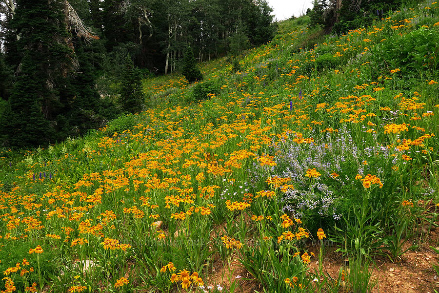 orange sneezeweed & lupines (Hymenoxys hoopesii, Lupinus sp.) [North Peak Trail, Mount Nebo Wilderness, Utah]