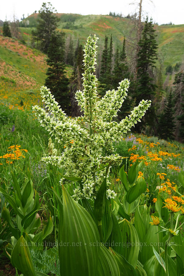 California corn lily (Veratrum californicum) [North Peak Trail, Mount Nebo Wilderness, Utah County, Utah]