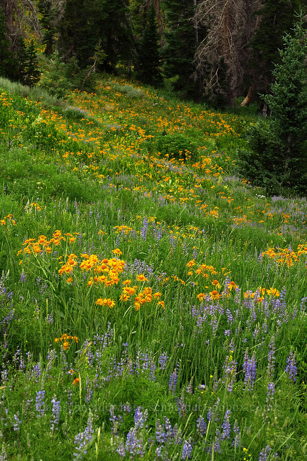 orange sneezeweed & lupines (Hymenoxys hoopesii, Lupinus sp.) [North Peak Trail, Mount Nebo Wilderness, Utah County, Utah]