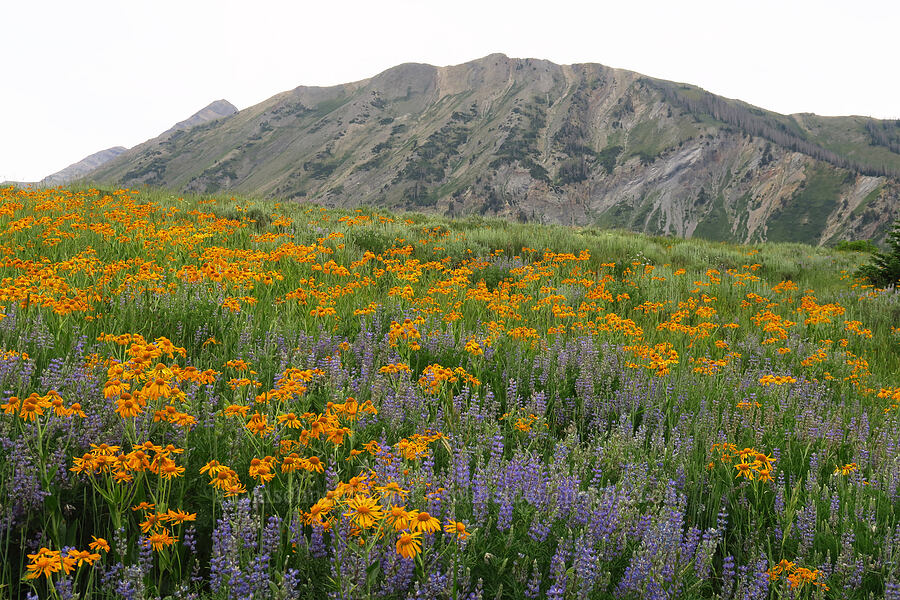 orange sneezeweed, lupines, & North Peak (Hymenoxys hoopesii, Lupinus sp.) [North Peak Trail, Mount Nebo Wilderness, Utah]