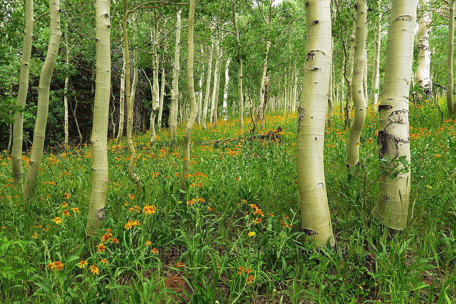 orange sneezeweed & aspen trees (Hymenoxys hoopesii, Populus tremuloides) [Mona Pole Road, Uinta-Wasatch-Cache National Forest, Utah County, Utah]