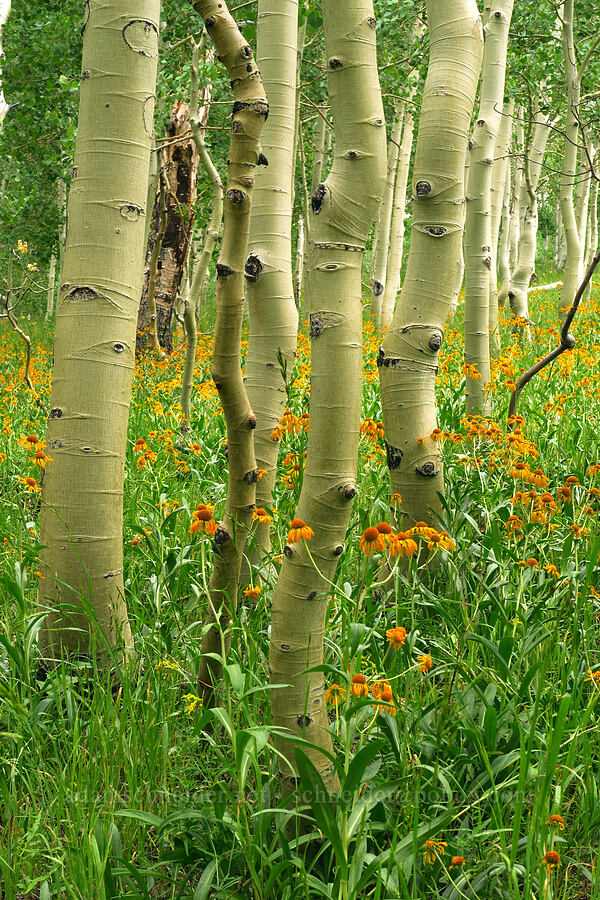 orange sneezeweed & aspen trees (Hymenoxys hoopesii, Populus tremuloides) [Mona Pole Road, Uinta-Wasatch-Cache National Forest, Utah]