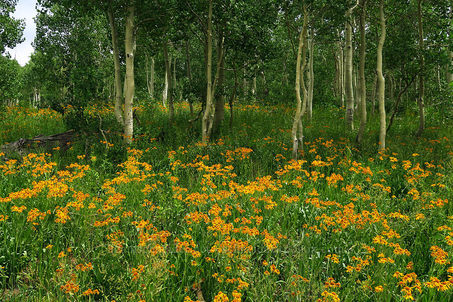 orange sneezeweed & aspen trees (Hymenoxys hoopesii, Populus tremuloides) [Mona Pole Road, Uinta-Wasatch-Cache National Forest, Utah]