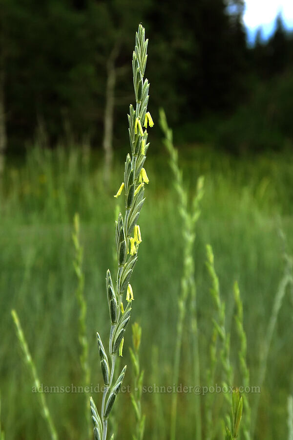 grass flowers [Mt. Nebo Scenic Byway, Uinta-Wasatch-Cache National Forest, Utah County, Utah]