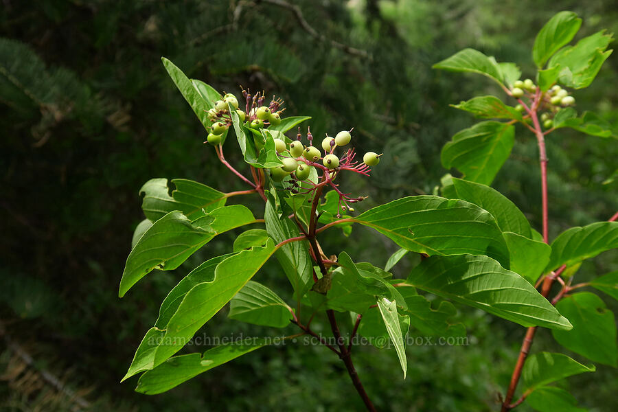 red osier dogwood berries (Cornus sericea) [Grotto Trail, Uinta-Wasatch-Cache National Forest, Utah County, Utah]