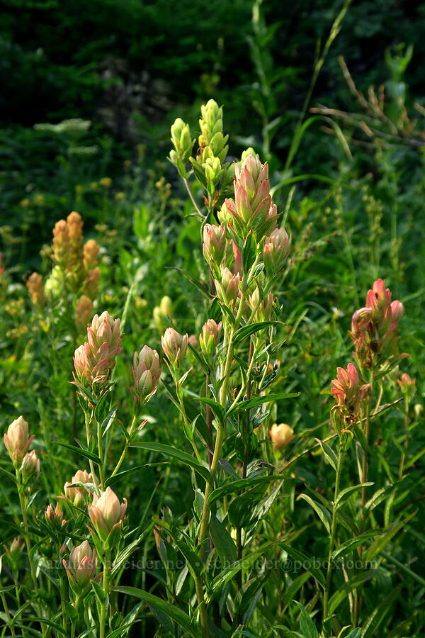 rosy paintbrush (Castilleja rhexiifolia) [Timpooneke Trail, Mount Timpanogos Wilderness, Utah County, Utah]