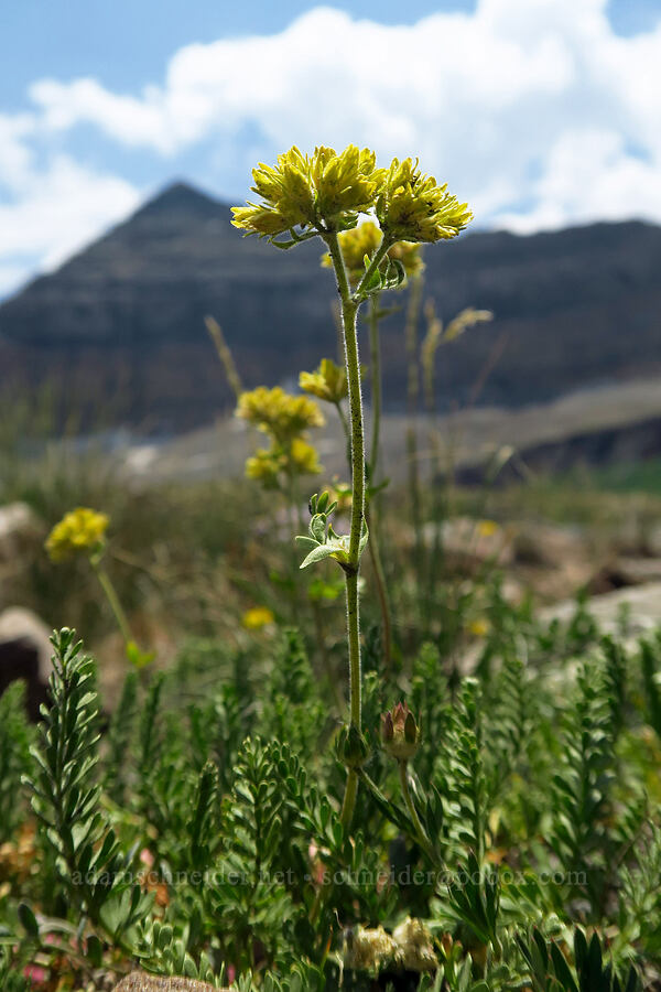 alpine ivesia (Gordon's mousetail) (Ivesia gordonii) [Timpanogos Summit Trail, Mount Timpanogos Wilderness, Utah County, Utah]