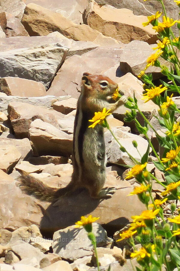 golden-mantled ground squirrel eating arnica (Callospermophilus lateralis (Spermophilus lateralis), Arnica mollis) [Timpanogos Summit Trail, Mount Timpanogos Wilderness, Utah County, Utah]