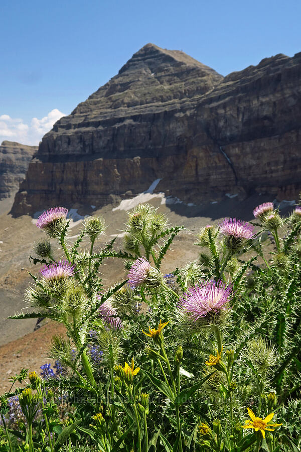 Eaton's thistle & Mt. Timpanogos (Cirsium eatonii var. eatonii) [Timpanogos Summit Trail, Mount Timpanogos Wilderness, Utah County, Utah]