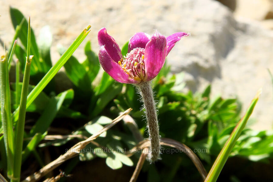 cut-leaf anemone (Anemone multifida) [Timpanogos Summit Trail, Mount Timpanogos Wilderness, Utah]
