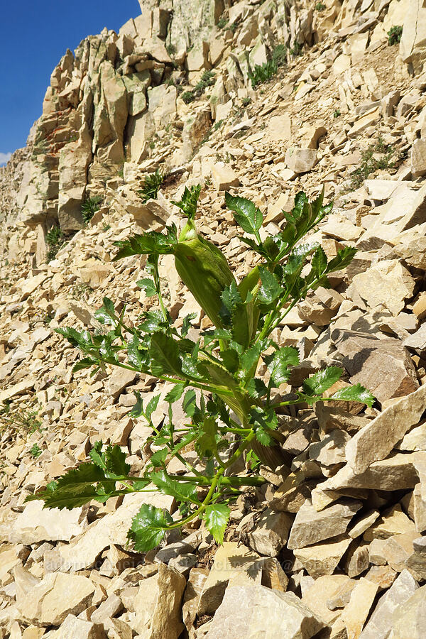 rose angelica (rock angelica) (Angelica roseana) [Timpanogos Summit Trail, Mount Timpanogos Wilderness, Utah County, Utah]