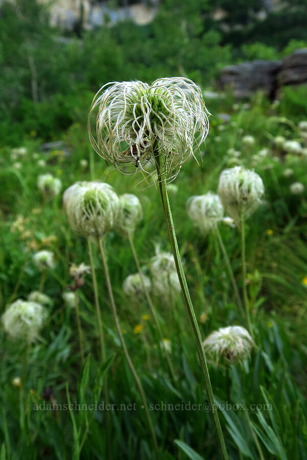 hairy clematis (Clematis hirsutissima) [Timpooneke Trail, Mount Timpanogos Wilderness, Utah County, Utah]