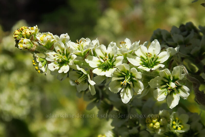 California corn lily (Veratrum californicum) [Baneberry Trailhead, Ochoco National Forest, Crook County, Oregon]