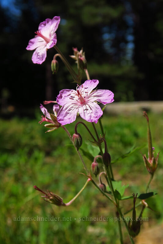 sticky geranium (Geranium viscosissimum) [Mother Lode Mine Trail, Ochoco National Forest, Crook County, Oregon]