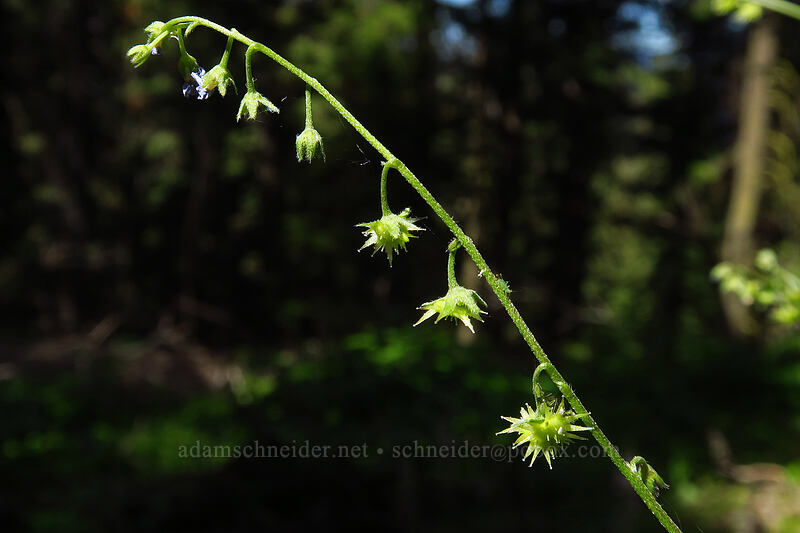 blue stickseed (Jessica sticktight) (Hackelia micrantha (Hackelia jessicae)) [Independent Mine Trail, Ochoco National Forest, Crook County, Oregon]