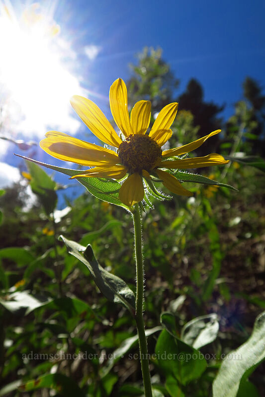 false sunflower (Helianthella uniflora) [Forest Road 4205, Ochoco National Forest, Crook County, Oregon]