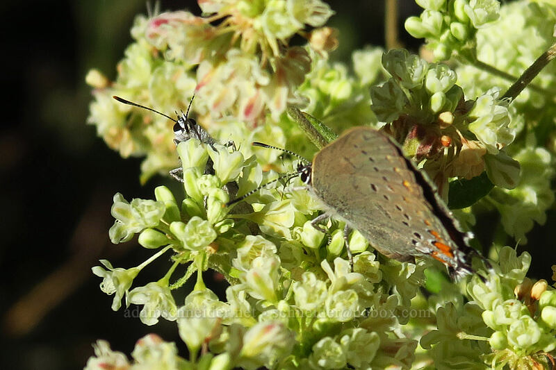 California hairstreak butterflies on buckwheat (Satyrium californicum, Eriogonum heracleoides) [Big Summit Prairie, Ochoco National Forest, Crook County, Oregon]