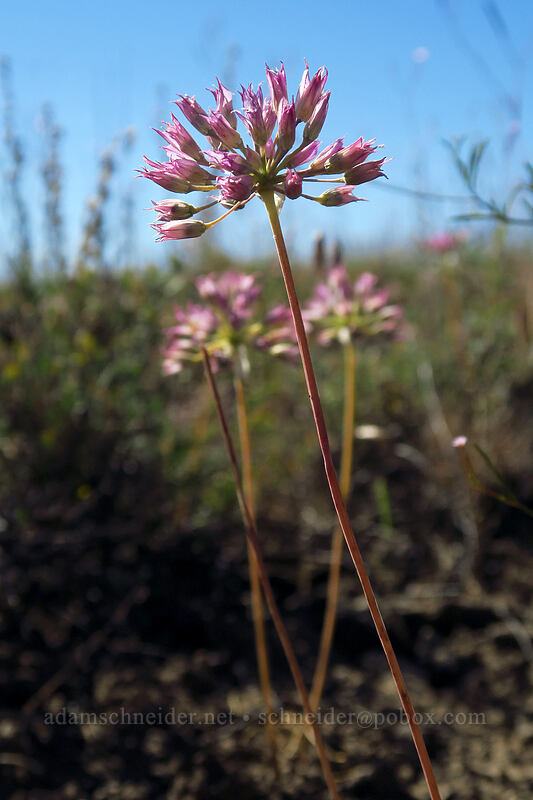 taper-tip onion flowers (Allium acuminatum) [Big Summit Prairie, Ochoco National Forest, Crook County, Oregon]