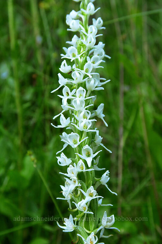 long-spurred bog orchid (Platanthera dilatata var. leucostachys (Platanthera leucostachys)) [Forest Road 4250, Ochoco National Forest, Crook County, Oregon]