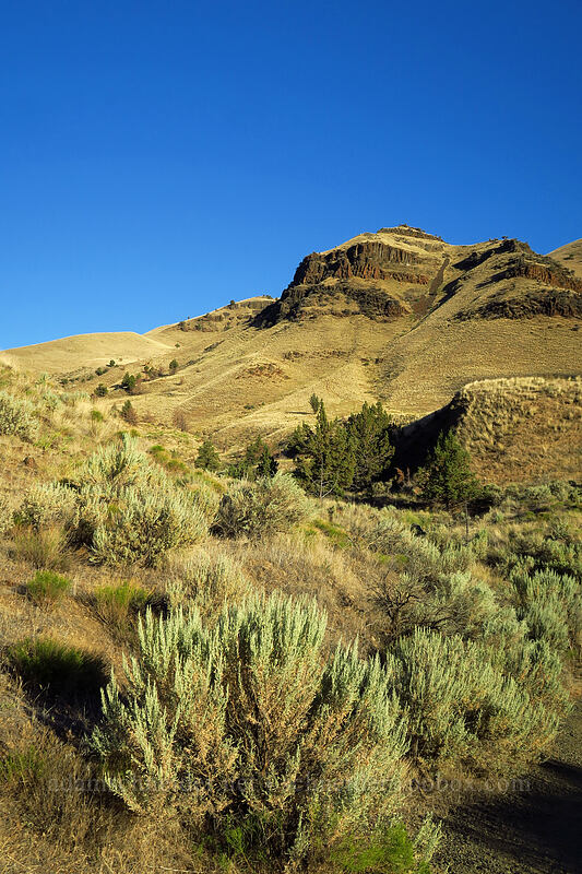 sagebrush & cliffs [Island In Time Trail, John Day Fossil Beds National Monument, Grant County, Oregon]